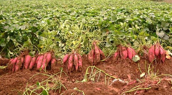 种红薯怎么种才能结薯多高产量