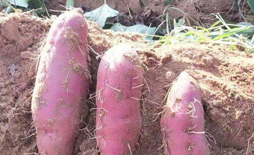 种红薯怎么种才能结薯多高产量