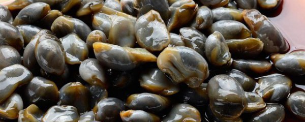 哪些人不宜吃泥螺