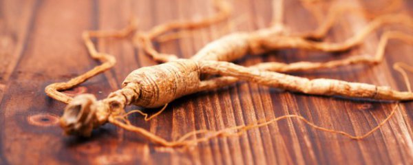 人参可以晚上泡水喝吗