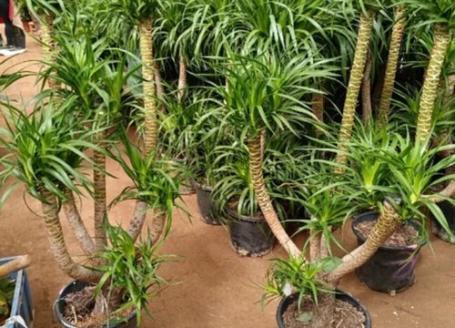 家里养翠兰有什么禁忌