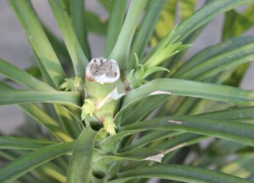 家里养翠兰有什么禁忌