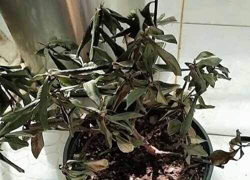 金边瑞香叶子下垂怎么办