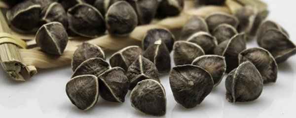 怎么辨别辣木籽的好坏