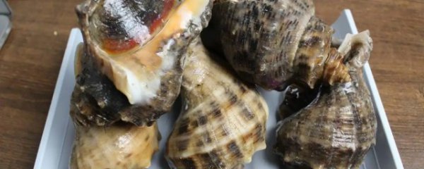 海螺保存方法及注意事项