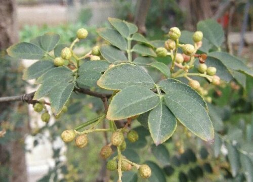 麻椒什么时候成熟