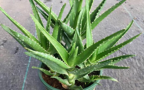 刚收到的芦荟怎么种植