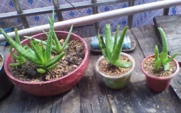 刚收到的芦荟怎么种植