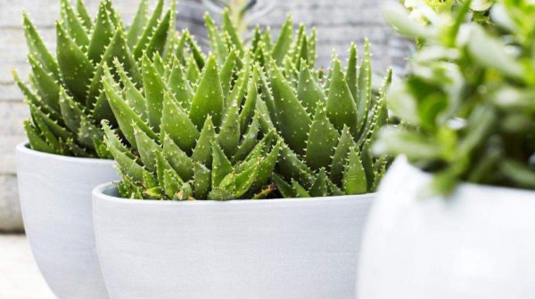 刚收到的芦荟怎么种植