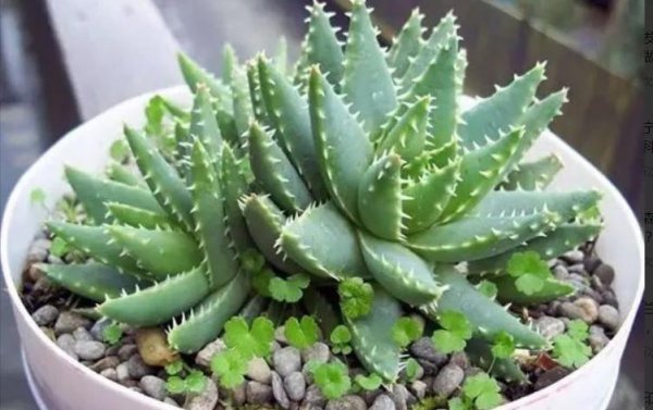 刚收到的芦荟怎么种植
