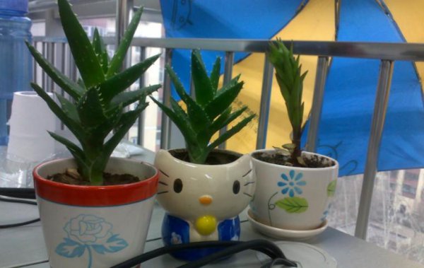 刚收到的芦荟怎么种植