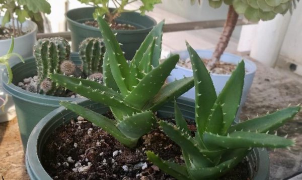 刚收到的芦荟怎么种植