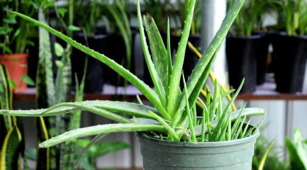 刚收到的芦荟怎么种植