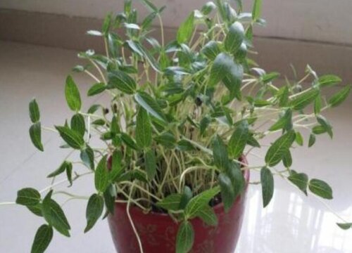 杨梅子怎么发芽快