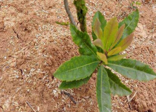 杨梅子怎么发芽快