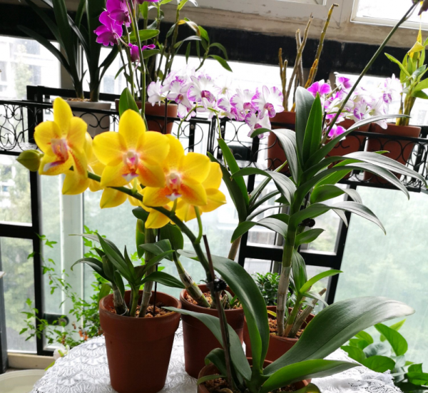 蝴蝶兰品种名称及图片