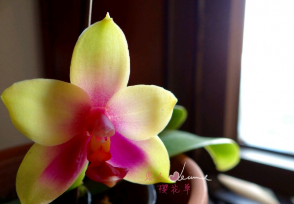 蝴蝶兰品种名称及图片