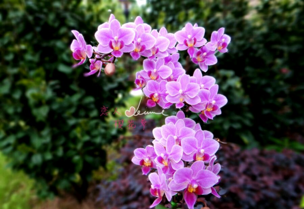 蝴蝶兰品种名称及图片