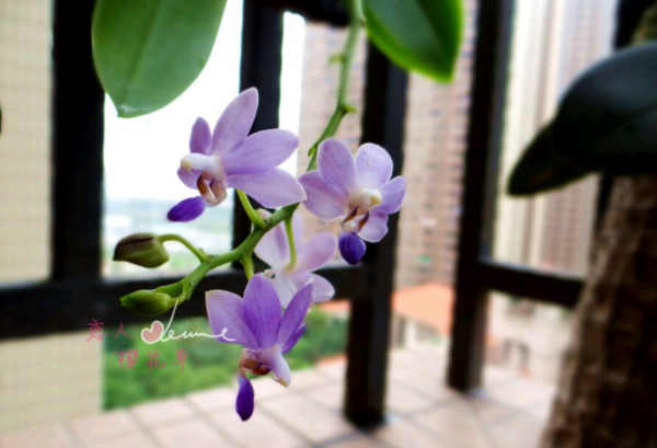 蝴蝶兰品种名称及图片