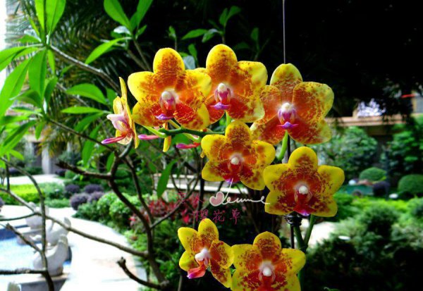 蝴蝶兰品种名称及图片