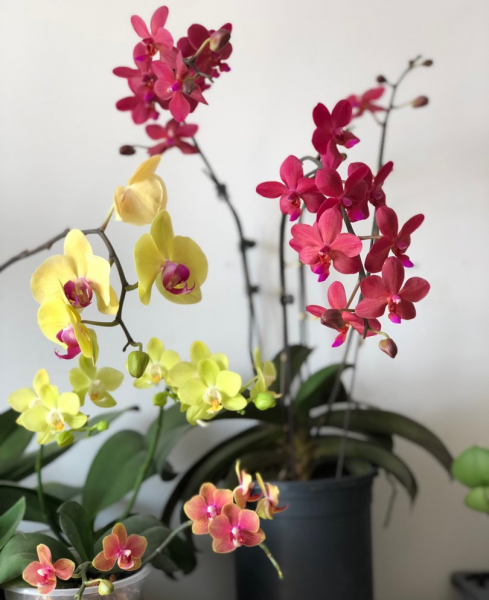 蝴蝶兰品种名称及图片