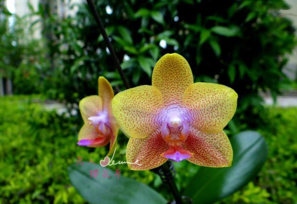 蝴蝶兰品种名称及图片