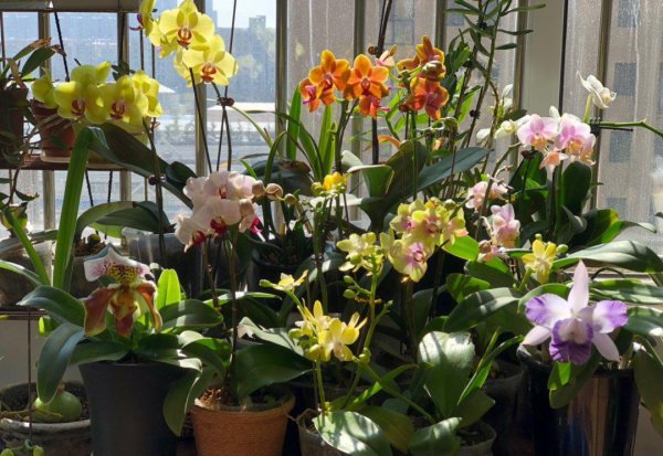 蝴蝶兰品种名称及图片