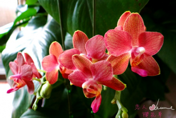 蝴蝶兰品种名称及图片