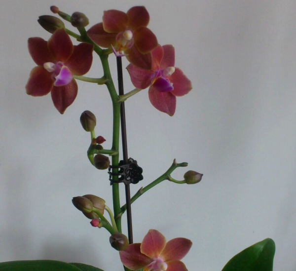 蝴蝶兰品种名称及图片