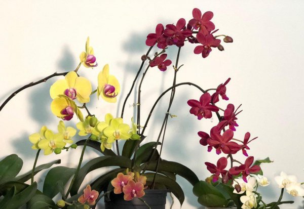 蝴蝶兰品种名称及图片