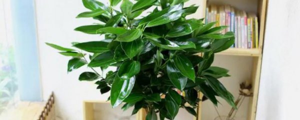 平安树冬天怎么养才能活