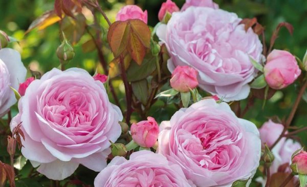 粉色月季品种大全名字及图片