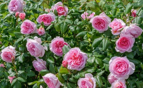 粉色月季品种大全名字及图片