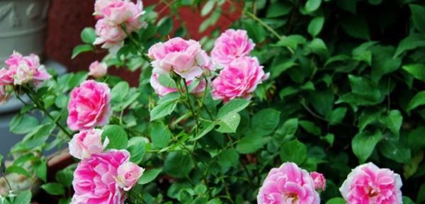 粉色月季品种大全名字及图片