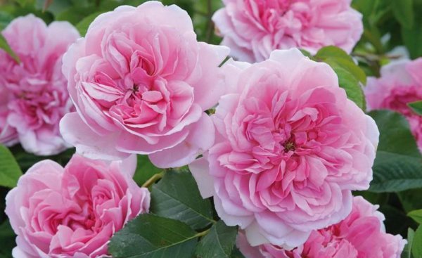 粉色月季品种大全名字及图片