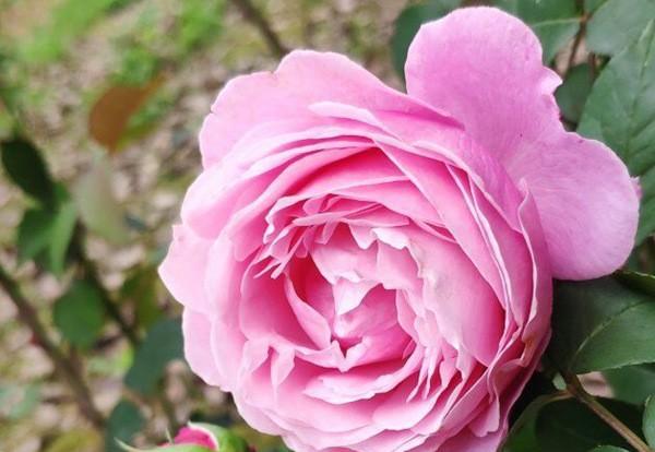 粉色月季品种大全名字及图片