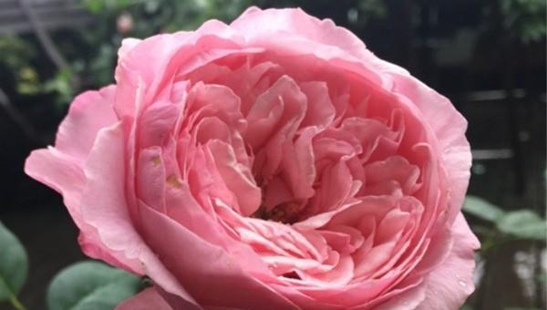 粉色月季品种大全名字及图片