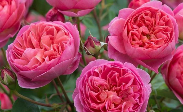 粉色月季品种大全名字及图片