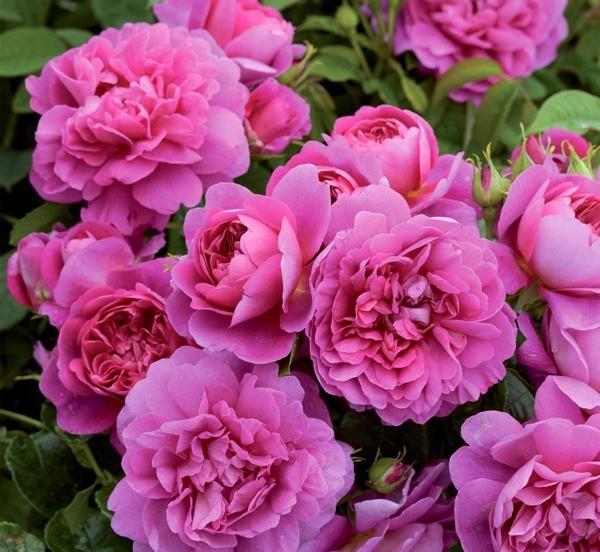 粉色月季品种大全名字及图片