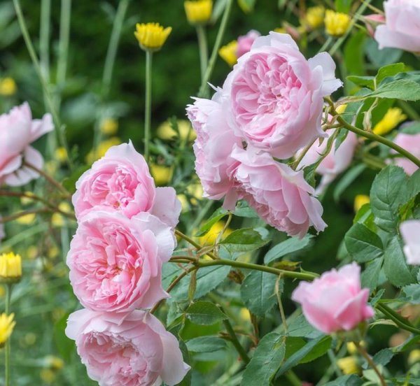 粉色月季品种大全名字及图片