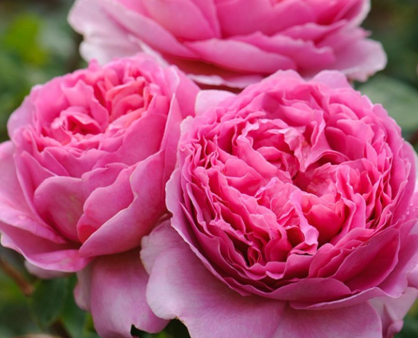 粉色月季品种大全名字及图片