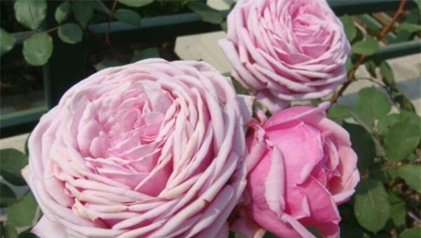 粉色月季品种大全名字及图片