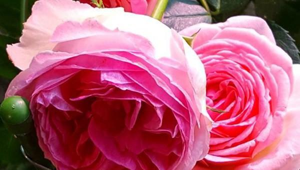 粉色月季品种大全名字及图片