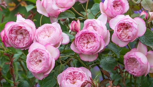 粉色月季品种大全名字及图片