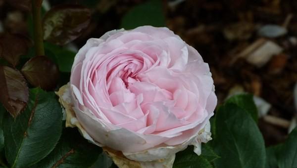 粉色月季品种大全名字及图片