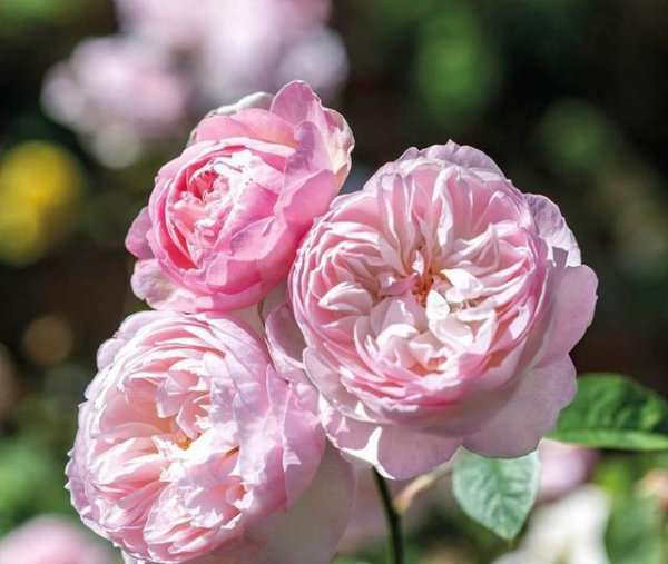 粉色月季品种大全名字及图片