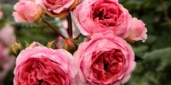 粉色月季品种大全名字及图片