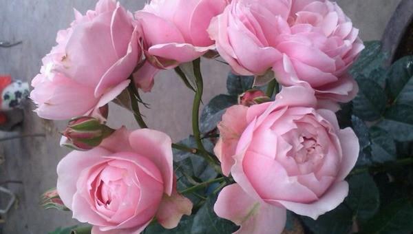 粉色月季品种大全名字及图片