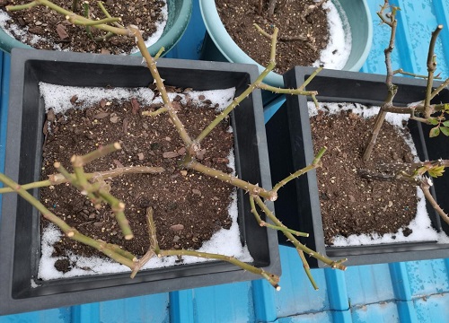 有哪些废物垃圾可以用来自制盆栽花卉的花肥