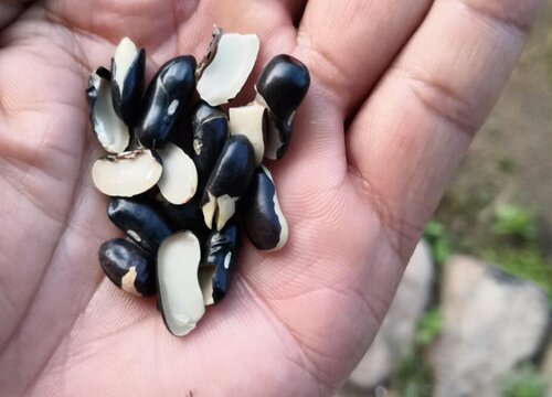 扁豆什么时候播种好